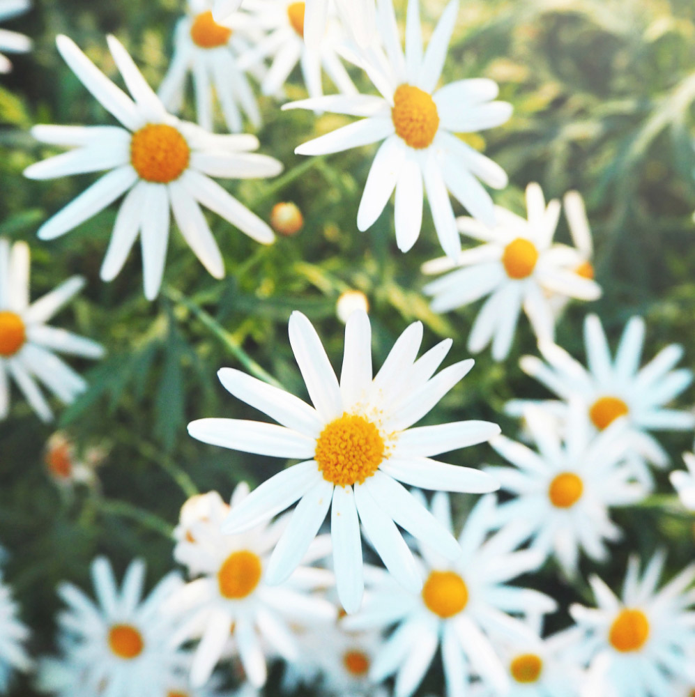 Everything You Want to Know About Chamomile Tea!