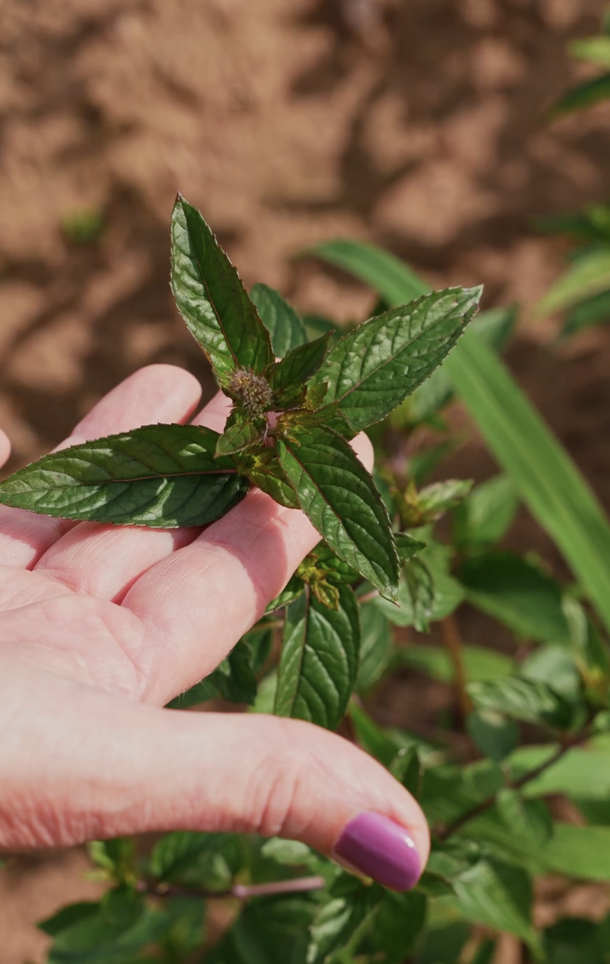 Ekologisk myntaplanta i hand